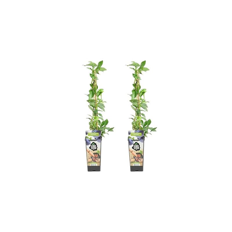 Bloomique - 2x Vaccinium Corymbosum 'Goldtraube' - Myrtille - Plantes fruitières - Plantes de jardin - Rustique - Pot 14 cm - Ha