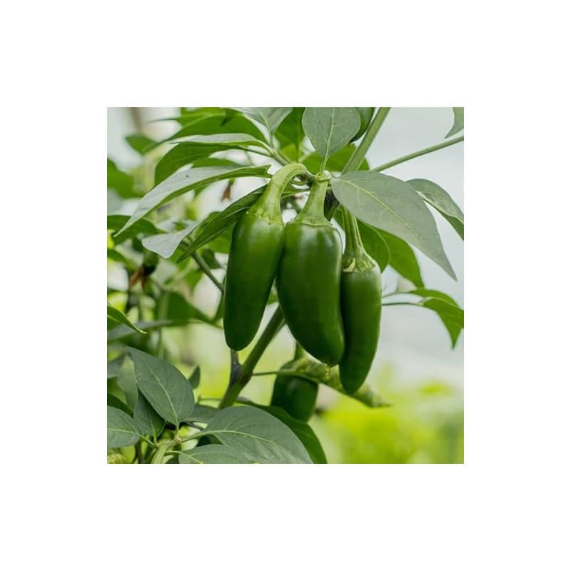 100 Graine Graines de Piment Jalapeno -Capsicum annuum - Vert et Rouge - Jardin - 222