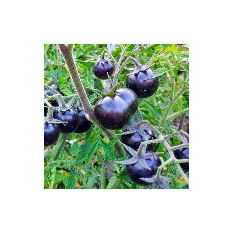 50 Graines de Tomate Blackball - Solanum Lycopersicum - RARE - chaire juteuse et sucrée - Fruit Légume Jardin - 324