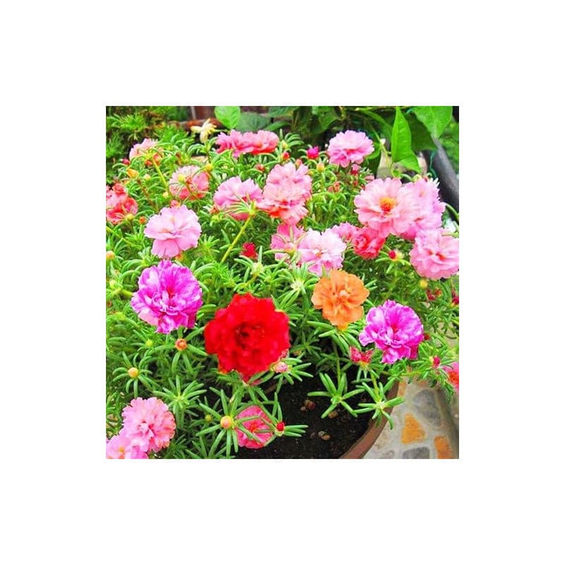 Mousse Rose couleur mélangée graines de fleurs 100 + ornementales Portulaca Grandiflora fleurs graines bonsaï graines pour bonsa