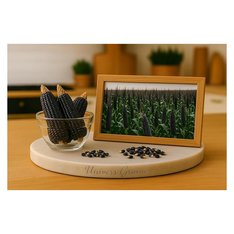 40 Graines Maïs Mais NOIR - Spécial POP CORN - Zea Mays Indurata - BIO - Legume Jardin - 423