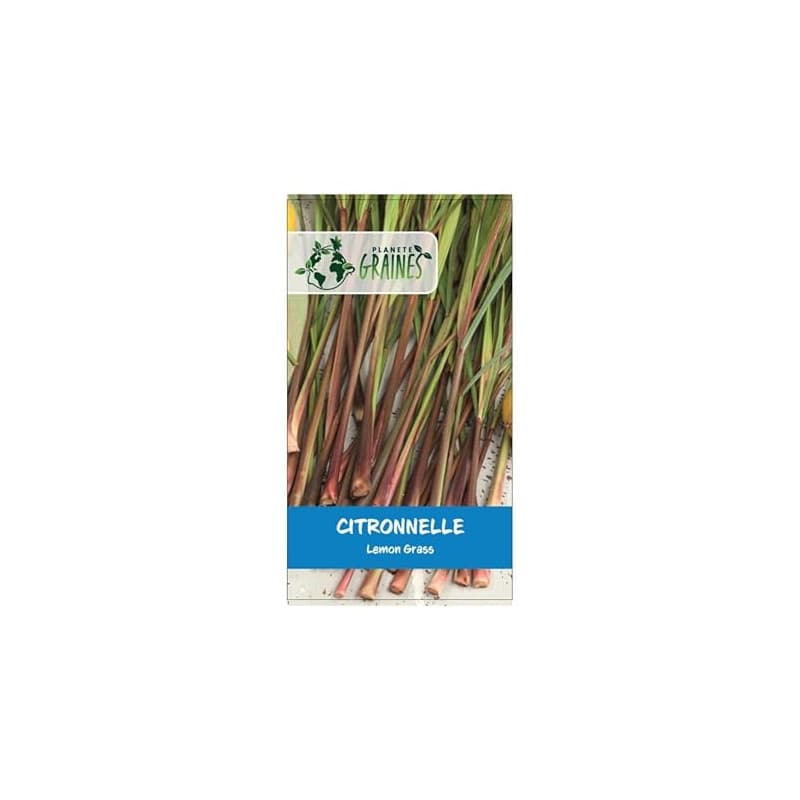 500 graines de citronnelle - lemongrass - Cymbopogon citratus