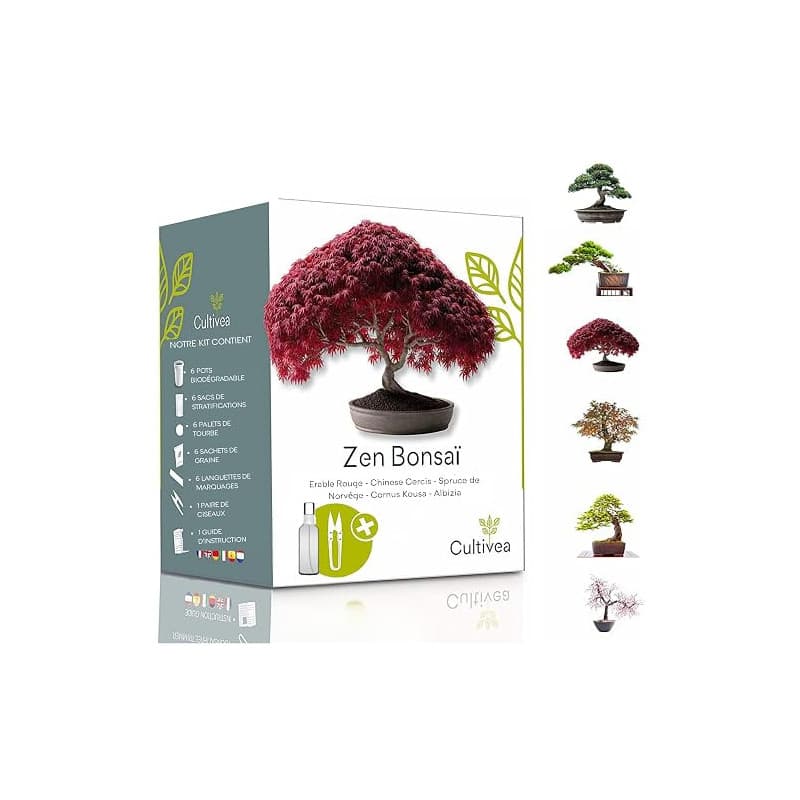 CULTIVEA® Mini Kit Prêt à Pousser 6 Bonsaï - Jardinez et décorez - Idée Cadeau (Red Mapple, Chinese Cercis, Albizia, Cornus Kous
