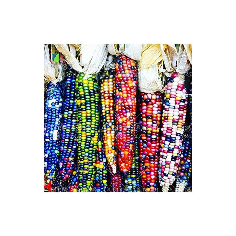 20 graines de maïs arc-en-doux, les céréales à grains de maïs de semence de légumes colorés, 95% + germination, légumes de haute
